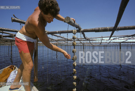 ( FRANCIA  )  LANGUEDOC-ROUSSILLON  MEZE : ALLEVAMENTO DI OSTRICHE © 1999 Graziano Arici/Rosebud2 / GEO PESCA