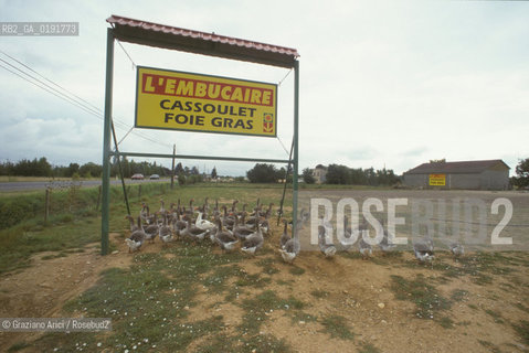 ( FRANCIA  )  MIDI-PYRENEES ALLEVAMENTO DI OCHE DEL PERIGORD © 1999 Graziano Arici/Rosebud2 / GEO GASTRONOMIA
