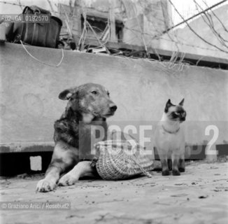 DOG AND CAT - 196? - © ARCHIVIO Graziano Arici/Rosebud2  / ANIMALI / CANE / GATTO