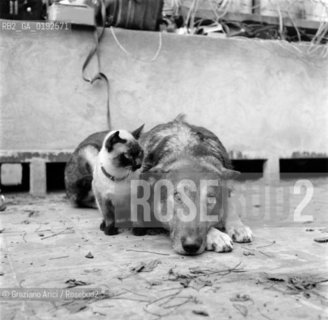DOG AND CAT - 196? - © ARCHIVIO Graziano Arici/Rosebud2  / ANIMALI / CANE / GATTO
