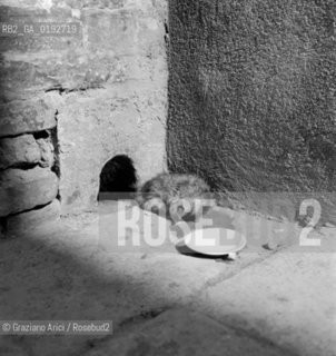 CAT  - VENICE - 196? © ARCHIVIO Graziano Arici/Rosebud2  / GATTO / ANIMALE