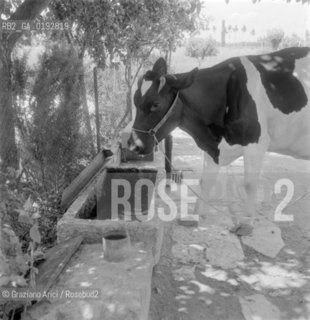 PIECES OF ANCIENT STONES USED IN A LITTLE COUNTRY VILLAGE MALCONTENTA (VENICE) - 1961© ARCHIVIO Graziano Arici/Rosebud2  / ARCHEOLOGIA / CAMPAGNA / MUCCA / ANIMALE