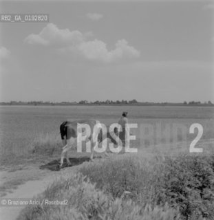 PIECES OF ANCIENT STONES USED IN A LITTLE COUNTRY VILLAGE MALCONTENTA (VENICE) - 1961© ARCHIVIO Graziano Arici/Rosebud2  / ARCHEOLOGIA / CAMPAGNA / ANIMALE / MUCCA