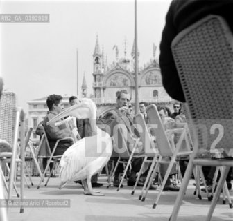 A PELICAN IN ST.MARKS SQUARE (VENICE) - 196? © ARCHIVIO Graziano Arici/Rosebud2  / PELLICANO / UCCELLO / PIAZZA SAN MARCO