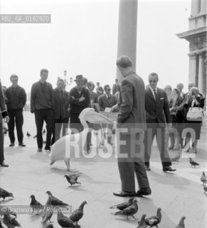 A PELICAN IN ST.MARKS SQUARE (VENICE) - 196? © ARCHIVIO Graziano Arici/Rosebud2  / PELLICANO / UCCELLO / PIAZZA  S.MARCO