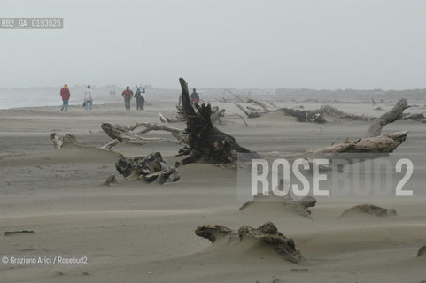 ( FRANCIA  )  PROVENCE-ALPES-COTE DAZUR ARLES : SPIAGGIA IN CAMARGUE © 2003 Graziano Arici/Rosebud2 / GEO
