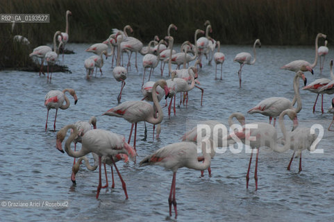 ( FRANCIA  )  PROVENCE-ALPES-COTE DAZUR PARCO NATURALE DELLA CAMARGUE : FLAMANT ROSE FENICOTTERI © 2003  Graziano Arici/Rosebud2 / GEO UCCELLO