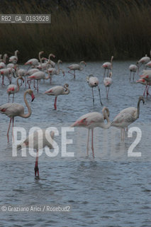 ( FRANCIA  )  PROVENCE-ALPES-COTE DAZUR PARCO NATURALE DELLA CAMARGUE : FLAMANT ROSE FENICOTTERI © 2003  Graziano Arici/Rosebud2 / GEO UCCELLO