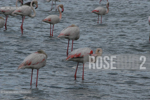 ( FRANCIA  )  PROVENCE-ALPES-COTE DAZUR PARCO NATURALE DELLA CAMARGUE : FLAMANT ROSE FENICOTTERI © 2003  Graziano Arici/Rosebud2 / GEO UCCELLO