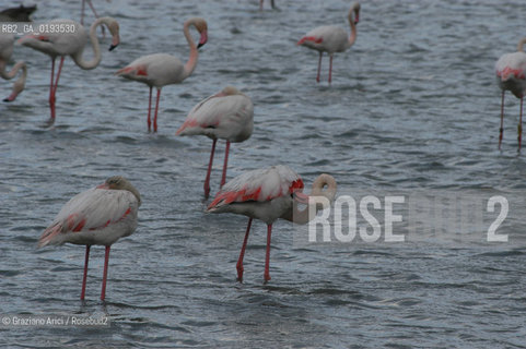 ( FRANCIA  )  PROVENCE-ALPES-COTE DAZUR PARCO NATURALE DELLA CAMARGUE : FLAMANT ROSE FENICOTTERI © 2003  Graziano Arici/Rosebud2 / GEO UCCELLO