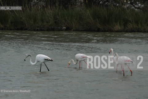 ( FRANCIA  )  PROVENCE-ALPES-COTE DAZUR PARCO NATURALE DELLA CAMARGUE : FLAMANT ROSE FENICOTTERI © 2003  Graziano Arici/Rosebud2 / GEO UCCELLO