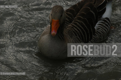 ( FRANCIA  )  PROVENCE-ALPES-COTE DAZUR PARCO NATURALE DELLA CAMARGUE : ANATRA © 1999 Graziano Arici/Rosebud2 / GEO UCCELLO