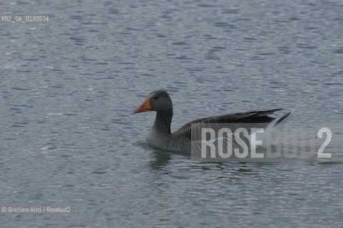 ( FRANCIA  )  PROVENCE-ALPES-COTE DAZUR PARCO NATURALE DELLA CAMARGUE : ANATRA © 1999 Graziano Arici/Rosebud2 / GEO UCCELLO