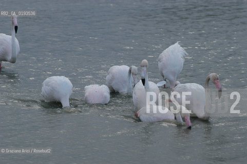 ( FRANCIA  )  PROVENCE-ALPES-COTE DAZUR PARCO NATURALE DELLA CAMARGUE : FLAMANT ROSE FENICOTTERI © 2003  Graziano Arici/Rosebud2 / GEO UCCELLO
