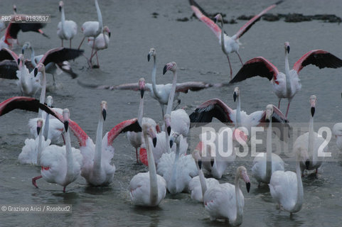 ( FRANCIA  )  PROVENCE-ALPES-COTE DAZUR PARCO NATURALE DELLA CAMARGUE : FLAMANT ROSE FENICOTTERI © 2003  Graziano Arici/Rosebud2 / GEO UCCELLO