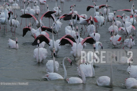 ( FRANCIA  )  PROVENCE-ALPES-COTE DAZUR PARCO NATURALE DELLA CAMARGUE : FLAMANT ROSE FENICOTTERI © 2003  Graziano Arici/Rosebud2 / GEO UCCELLO