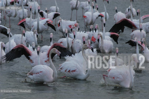 ( FRANCIA  )  PROVENCE-ALPES-COTE DAZUR PARCO NATURALE DELLA CAMARGUE : FLAMANT ROSE FENICOTTERI © 2003  Graziano Arici/Rosebud2 / GEO UCCELLO