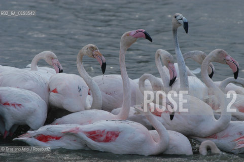 ( FRANCIA  )  PROVENCE-ALPES-COTE DAZUR PARCO NATURALE DELLA CAMARGUE : FLAMANT ROSE FENICOTTERI © 2003  Graziano Arici/Rosebud2 / GEO UCCELLO