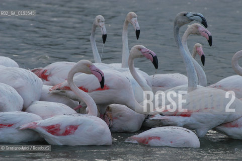 ( FRANCIA  )  PROVENCE-ALPES-COTE DAZUR PARCO NATURALE DELLA CAMARGUE : FLAMANT ROSE FENICOTTERI © 2003  Graziano Arici/Rosebud2 / GEO UCCELLO