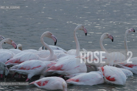 ( FRANCIA  )  PROVENCE-ALPES-COTE DAZUR PARCO NATURALE DELLA CAMARGUE : FLAMANT ROSE FENICOTTERI © 2003  Graziano Arici/Rosebud2 / GEO UCCELLO