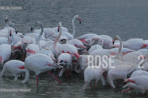 ( FRANCIA  )  PROVENCE-ALPES-COTE DAZUR PARCO NATURALE DELLA CAMARGUE : ANATRA © 1999 Graziano Arici/Rosebud2 / GEO UCCELLO