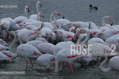 ( FRANCIA  )  PROVENCE-ALPES-COTE DAZUR PARCO NATURALE DELLA CAMARGUE : FLAMANT ROSE FENICOTTERI © 2003  Graziano Arici/Rosebud2 / GEO UCCELLO