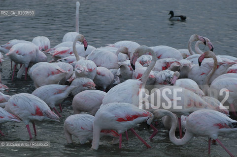 ( FRANCIA  )  PROVENCE-ALPES-COTE DAZUR PARCO NATURALE DELLA CAMARGUE : FLAMANT ROSE FENICOTTERI © 2003  Graziano Arici/Rosebud2 / GEO UCCELLO