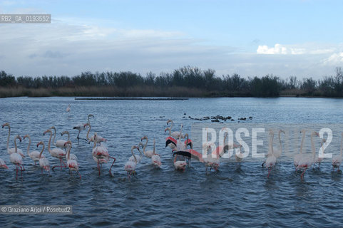 ( FRANCIA  )  PROVENCE-ALPES-COTE DAZUR PARCO NATURALE DELLA CAMARGUE : FLAMANT ROSE FENICOTTERI © 2003  Graziano Arici/Rosebud2 / GEO UCCELLO