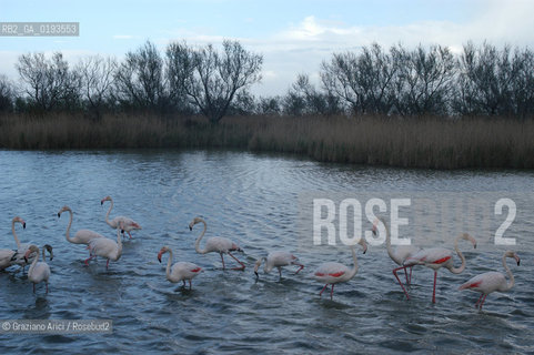 ( FRANCIA  )  PROVENCE-ALPES-COTE DAZUR PARCO NATURALE DELLA CAMARGUE : FLAMANT ROSE FENICOTTERI © 2003  Graziano Arici/Rosebud2 / GEO UCCELLO