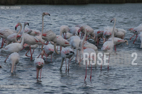 ( FRANCIA  )  PROVENCE-ALPES-COTE DAZUR PARCO NATURALE DELLA CAMARGUE : FLAMANT ROSE FENICOTTERI © 2003  Graziano Arici/Rosebud2 / GEO UCCELLO