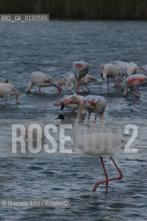 ( FRANCIA  )  PROVENCE-ALPES-COTE DAZUR PARCO NATURALE DELLA CAMARGUE : FLAMANT ROSE FENICOTTERI © 2003  Graziano Arici/Rosebud2 / GEO UCCELLO