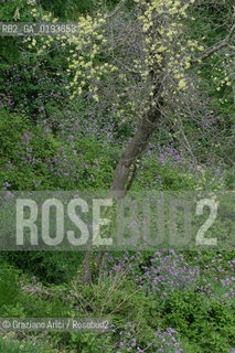 ( FRANCIA  )  PROVENCE-ALPES-COTE DAZUR ROUSSILLON  : FIORE © 2003 Graziano Arici/Rosebud2 / GEO ALBERO