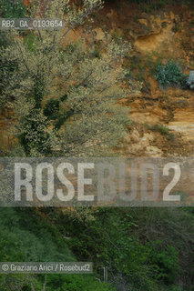 ( FRANCIA  )  PROVENCE-ALPES-COTE DAZUR ROUSSILLON  : FIORE © 2003 Graziano Arici/Rosebud2 / GEO ALBERO