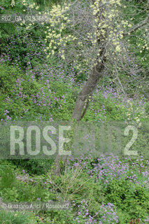 ( FRANCIA  )  PROVENCE-ALPES-COTE DAZUR ROUSSILLON  : FIORE © 2003 Graziano Arici/Rosebud2 / GEO ALBERO