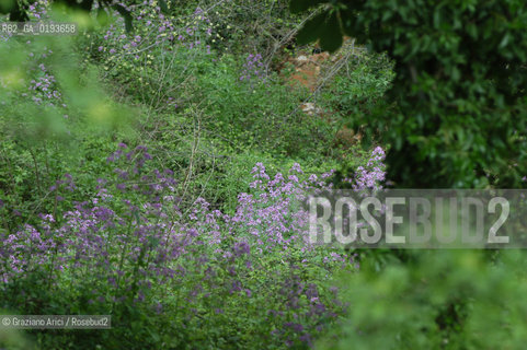 ( FRANCIA  )  PROVENCE-ALPES-COTE DAZUR ROUSSILLON  : FIORE © 1999 Graziano Arici/Rosebud2 / GEO