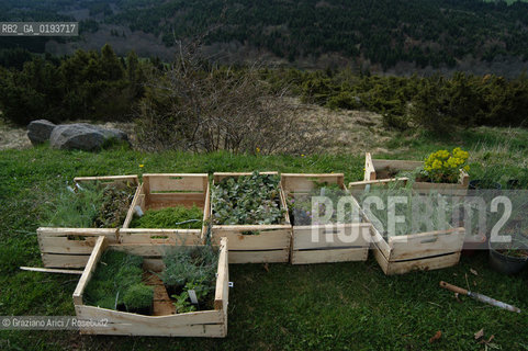 ( FRANCIA  )  MIDI-PYRENEES  ALTIPIANO DELLAUBRAC LAGUIOLE : RISTORANTE E ALBERGO DELLO CHEF MICHEL BRAS - ERBE AROMATICHE  © 2003 Graziano Arici/Rosebud2 / GEO / GASTRONOMIA / CUOCO