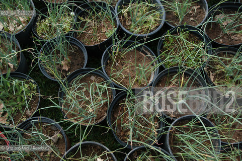 ( FRANCIA  )  MIDI-PYRENEES  ALTIPIANO DELLAUBRAC LAGUIOLE : RISTORANTE E ALBERGO DELLO CHEF MICHEL BRAS - ERBE AROMATICHE  © 2003 Graziano Arici/Rosebud2 / GEO / GASTRONOMIA / CUOCO