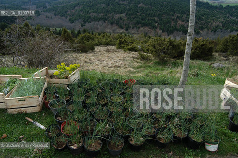 ( FRANCIA  )  MIDI-PYRENEES  ALTIPIANO DELLAUBRAC LAGUIOLE : RISTORANTE E ALBERGO DELLO CHEF MICHEL BRAS - ERBE AROMATICHE  © 2003 Graziano Arici/Rosebud2 / GEO / GASTRONOMIA / CUOCO