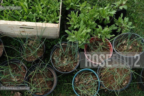 ( FRANCIA  )  MIDI-PYRENEES  ALTIPIANO DELLAUBRAC LAGUIOLE : RISTORANTE E ALBERGO DELLO CHEF MICHEL BRAS - ERBE AROMATICHE  © 2003 Graziano Arici/Rosebud2 / GEO / GASTRONOMIA / CUOCO