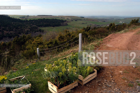 ( FRANCIA  )  MIDI-PYRENEES  ALTIPIANO DELLAUBRAC LAGUIOLE : RISTORANTE E ALBERGO DELLO CHEF MICHEL BRAS - ERBE AROMATICHE  © 2003 Graziano Arici/Rosebud2 / GEO / GASTRONOMIA / CUOCO