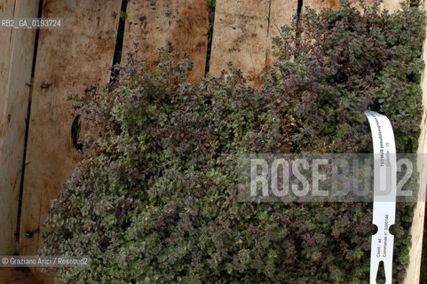 ( FRANCIA  )  MIDI-PYRENEES  ALTIPIANO DELLAUBRAC LAGUIOLE : RISTORANTE E ALBERGO DELLO CHEF MICHEL BRAS - ERBE AROMATICHE  © 2003 Graziano Arici/Rosebud2 / GEO / GASTRONOMIA / CUOCO