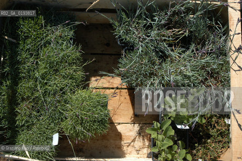 ( FRANCIA  )  MIDI-PYRENEES  ALTIPIANO DELLAUBRAC LAGUIOLE : RISTORANTE E ALBERGO DELLO CHEF MICHEL BRAS - ERBE AROMATICHE  © 2003 Graziano Arici/Rosebud2 / GEO / GASTRONOMIA / CUOCO