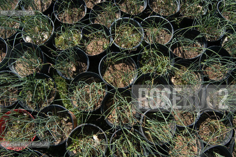 ( FRANCIA  )  MIDI-PYRENEES  ALTIPIANO DELLAUBRAC LAGUIOLE : RISTORANTE E ALBERGO DELLO CHEF MICHEL BRAS - ERBE AROMATICHE  © 2003 Graziano Arici/Rosebud2 / GEO / GASTRONOMIA / CUOCO