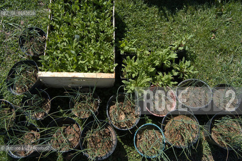 ( FRANCIA  )  MIDI-PYRENEES  ALTIPIANO DELLAUBRAC LAGUIOLE : RISTORANTE E ALBERGO DELLO CHEF MICHEL BRAS - ERBE AROMATICHE  © 2003 Graziano Arici/Rosebud2 / GEO / GASTRONOMIA / CUOCO