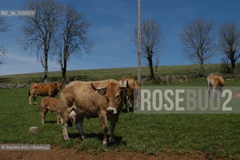 ( FRANCIA  )  MIDI-PYRENEES  ALTIPIANO DELLAUBRAC LAGUIOLE : MUCCHE DI RAZZA AUBRAC  © 2003 Graziano Arici/Rosebud2 / GEO