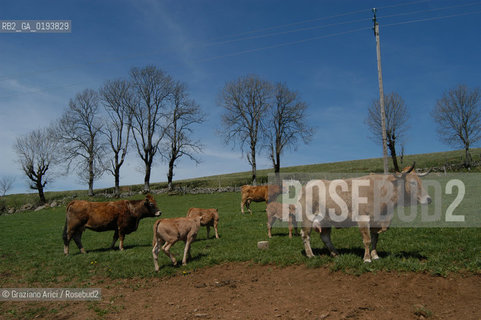 ( FRANCIA  )  MIDI-PYRENEES  ALTIPIANO DELLAUBRAC LAGUIOLE : MUCCHE DI RAZZA AUBRAC  © 2003 Graziano Arici/Rosebud2 / GEO