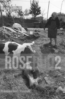 GEMONA 1976 MUCCHE MORTE DOPO IL TERREMOTO NEL FRIULI © ARCHIVIO Graziano Arici/Rosebud2  TERREMOTO FRIULI VENEZIA GIULIA CATASTROFI AMBIENTALI MUCCHE MORTE CADAVERI CONTANDINI MACERIE