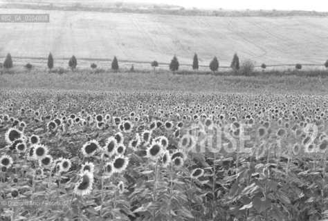 MASSA MARITTIMA 1980 CAMPO DI GIRASOLI © ARCHIVIO Graziano Arici/Rosebud2  ASSA MARITTIMA AGRICOLTURA MAREMMA TOSCANA