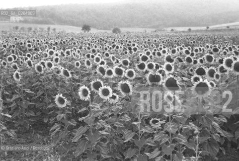 MASSA MARITTIMA 1980 CAMPO DI GIRASOLI © ARCHIVIO Graziano Arici/Rosebud2  ASSA MARITTIMA AGRICOLTURA MAREMMA TOSCANA
