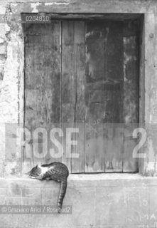 VENEZIA 1980 GATTO CHE DORME DAVANTI UNA FINESTRA © ARCHIVIO Graziano Arici/Rosebud2  BALCONE CHIUSO CASA ANIMALE DOMESTICO
